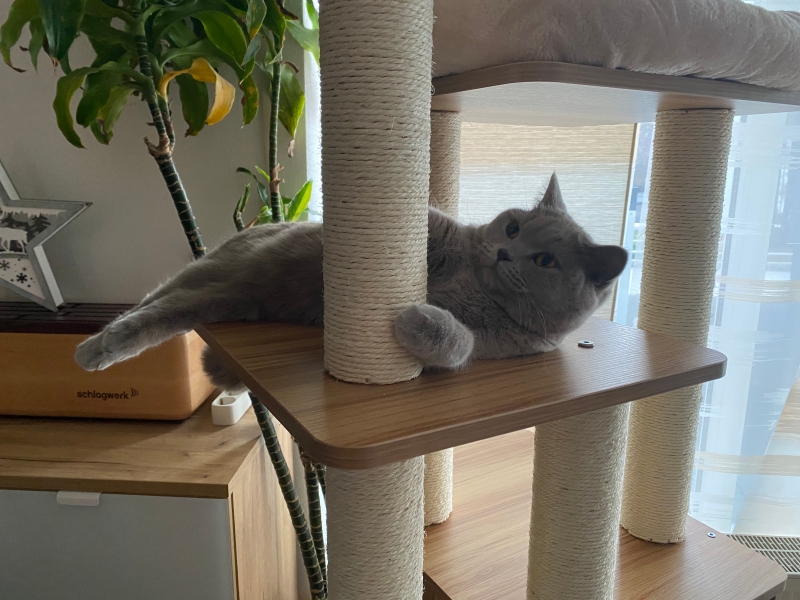 Katze_Coco